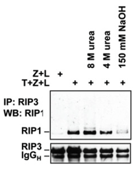 Ripk3 Antibody