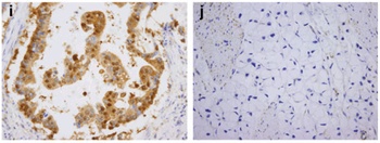 Diablo Antibody