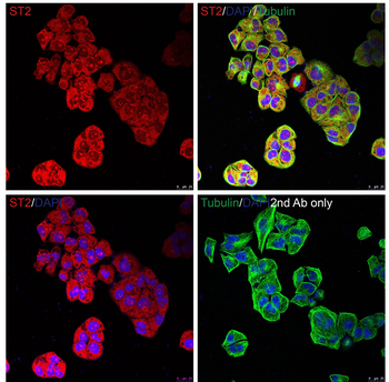 Il1rl1 Antibody