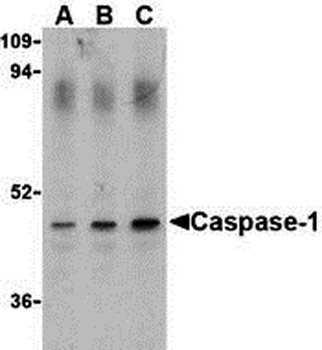 CASP1 Antibody