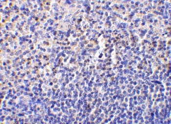 CASP1 Antibody
