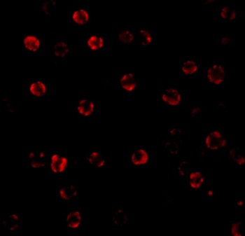 CASP1 Antibody