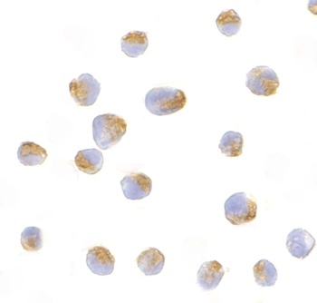 BCL2L10 Antibody