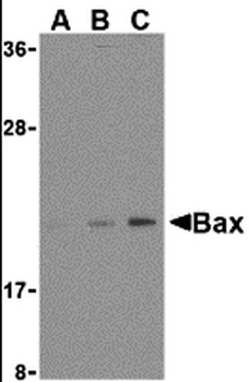 BAX Antibody
