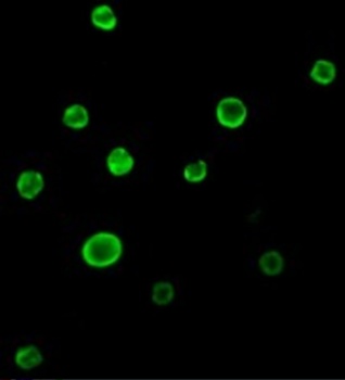 BAX Antibody