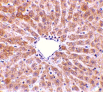 PLIN3 Antibody