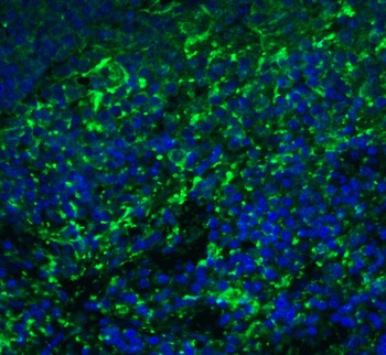 ARR3 Antibody