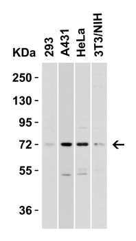 TOMM70A Antibody