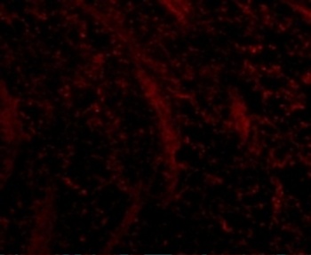 TOMM70A Antibody