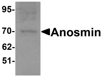 KAL1 Antibody