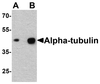 TUBA3C Antibody