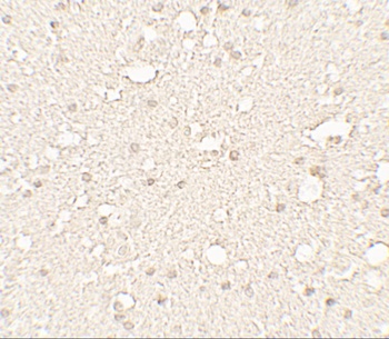 TUBA3C Antibody