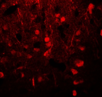 TUBA3C Antibody