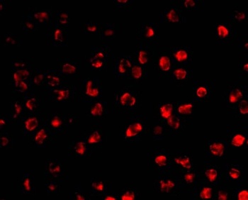 AICDA Antibody