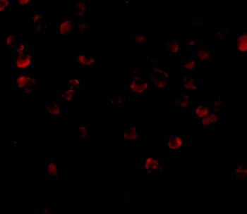 FYB Antibody