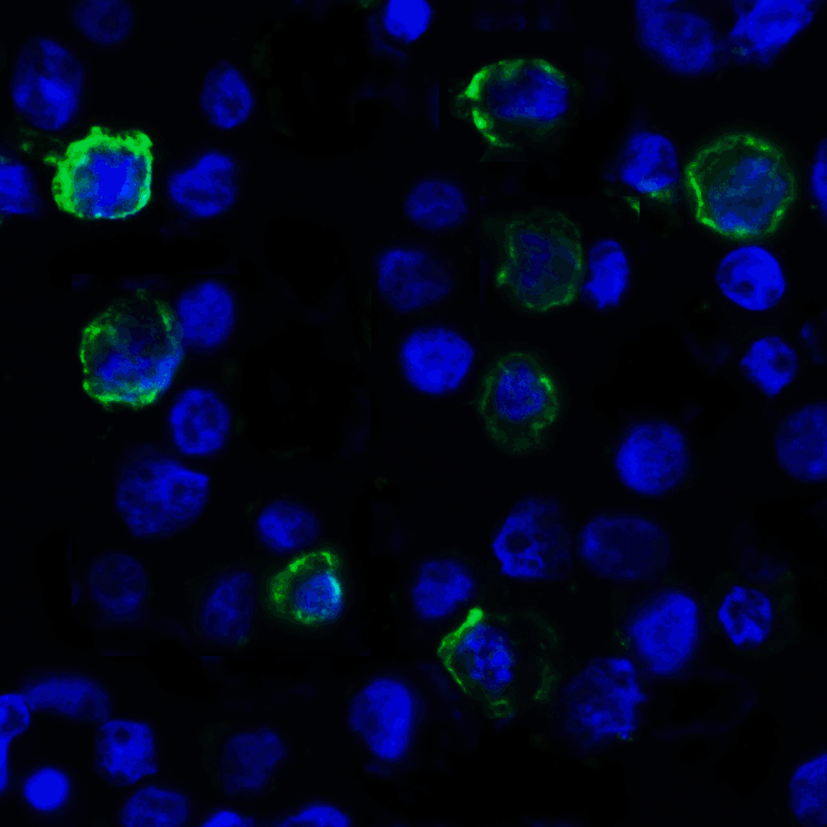VSIR Antibody