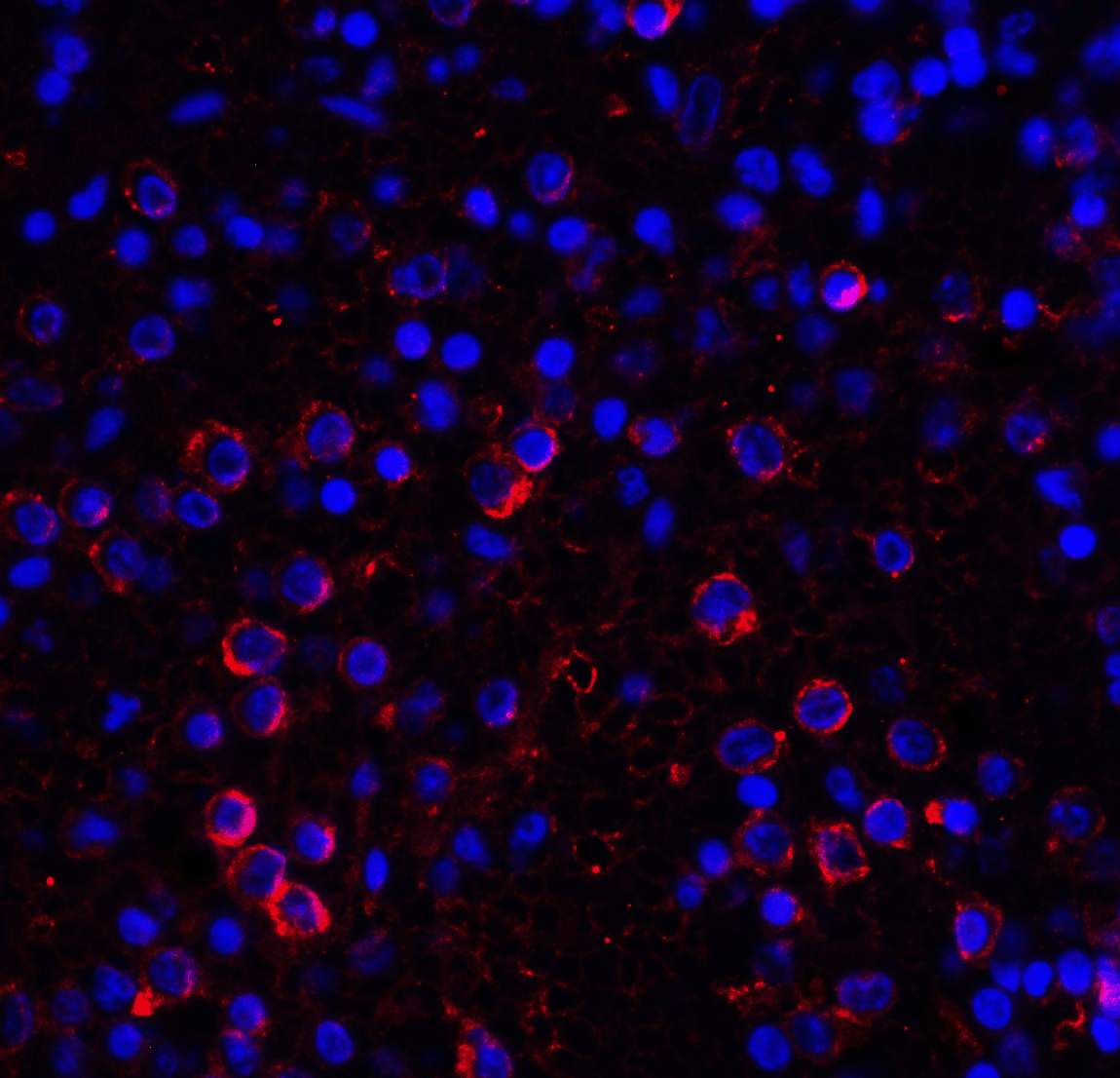 VSIR Antibody