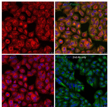 XBP1 Antibody