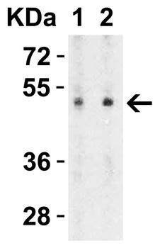 SLC39A7 Antibody