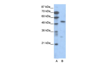TCF7 Antibody