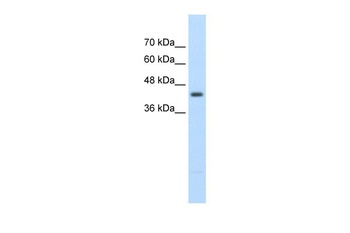 UPB1 Antibody