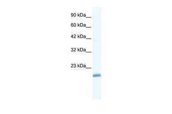 EDF1 Antibody