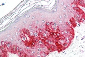 NTF5 Antibody