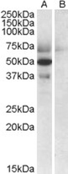 APOF Antibody