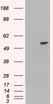 UCP2 Antibody