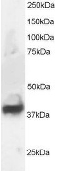 37865 Antibody
