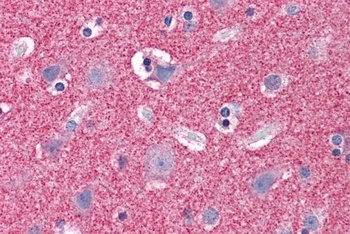 37865 Antibody