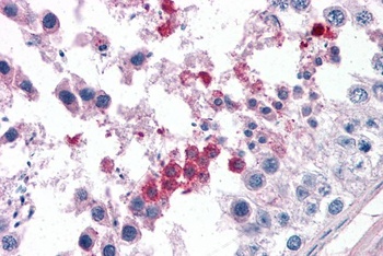 37865 Antibody