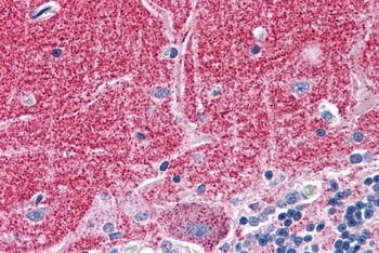 37865 Antibody