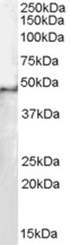 SF3B4 Antibody