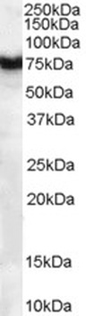 RPS19 Antibody