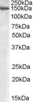 PTPRM Antibody