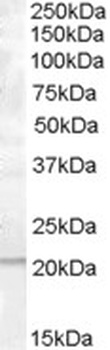 PTP4A1 Antibody