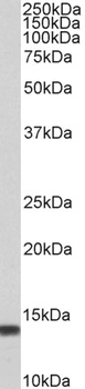 OSBPL3 Antibody