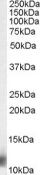RPS27 Antibody