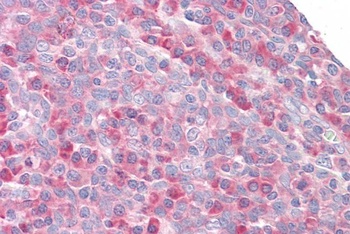 RPS27 Antibody