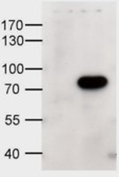IRAK3 Antibody