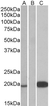 l12b Antibody