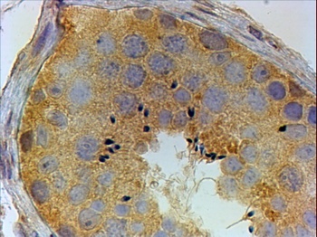 Ide Antibody