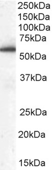 DBNL Antibody