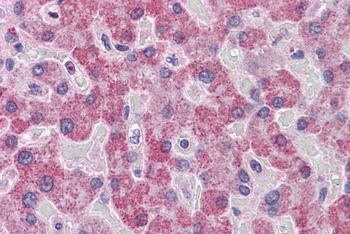 PRDX1 Antibody