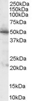 GAD2 Antibody