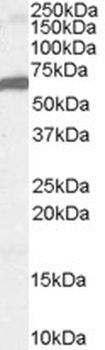 FOXA2 Antibody