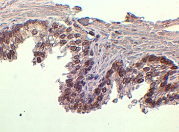 FOXA1 Antibody