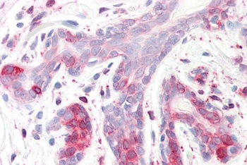 ERLIN2 Antibody