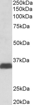 ERLIN2 Antibody